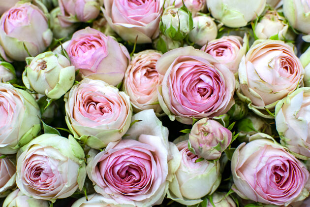 光美丽的粉红色π形玫瑰花束粉红色的花牡丹