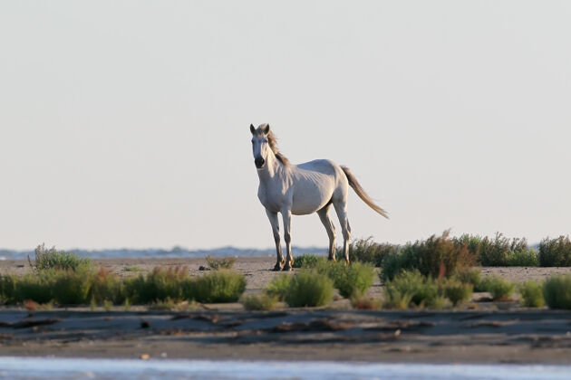 年轻一匹野生白马站在黑海岸边的沙滩上动物母马剪影