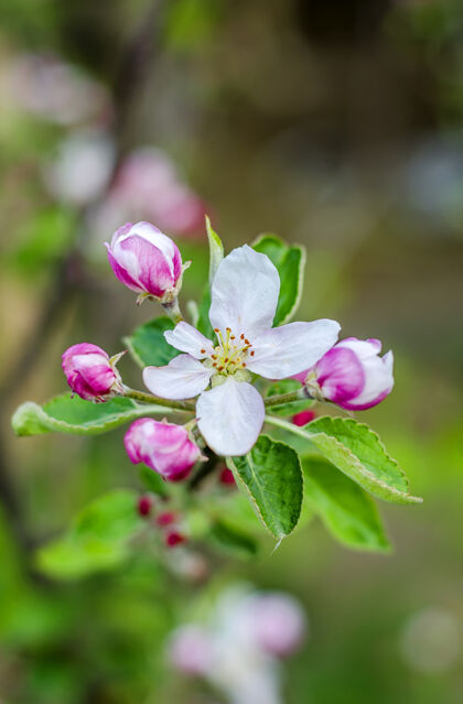 水果春天 苹果树的枝头开花了花特写花瓣