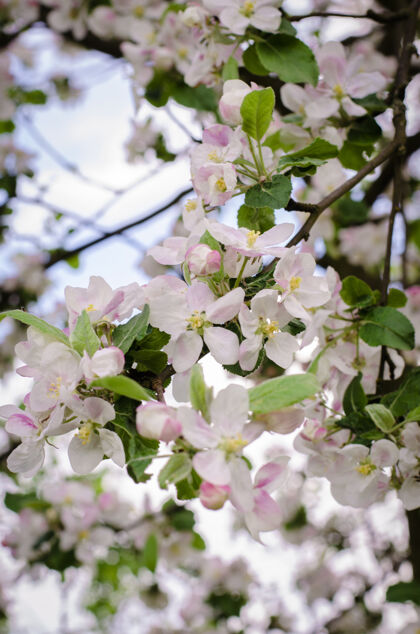 新鲜春天 苹果树的枝头开花了水果叶美丽