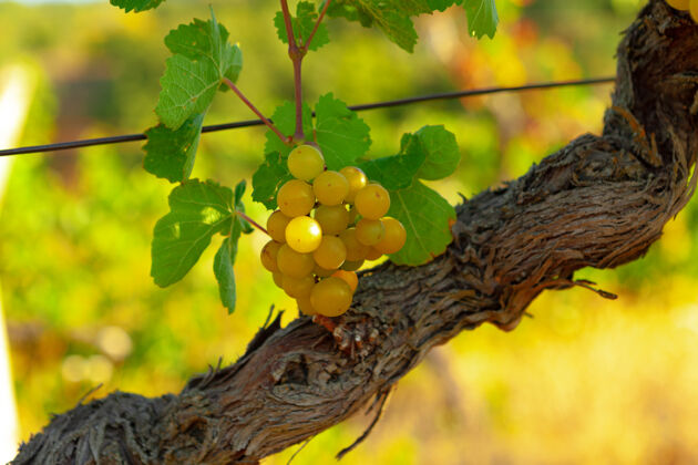 农作物葡萄枝在早晨的阳光下种植在农场上收获水果酒庄