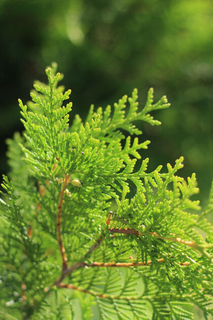 森林阳光照耀下 美丽的图哈西部枝桠绿色木材绿色植物树叶
