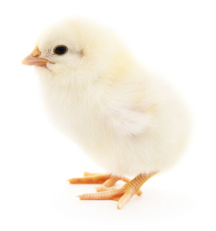 新生一只小鸡放在一只白鸡蛋上可爱家畜鸡