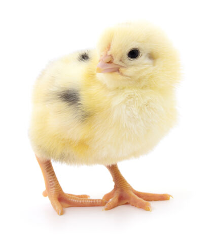 家禽一只小鸡放在一只白鸡蛋上单一鸟新生