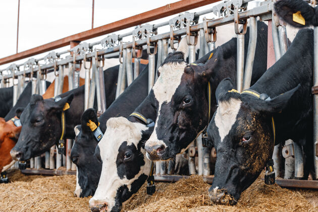 哺乳动物奶牛站在摊位上吃干草干草摊位养殖