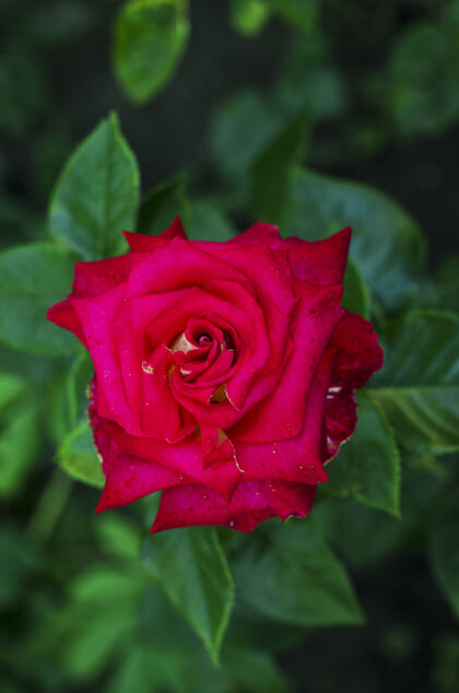 叶下午花园里的红玫瑰特写易碎春天现在