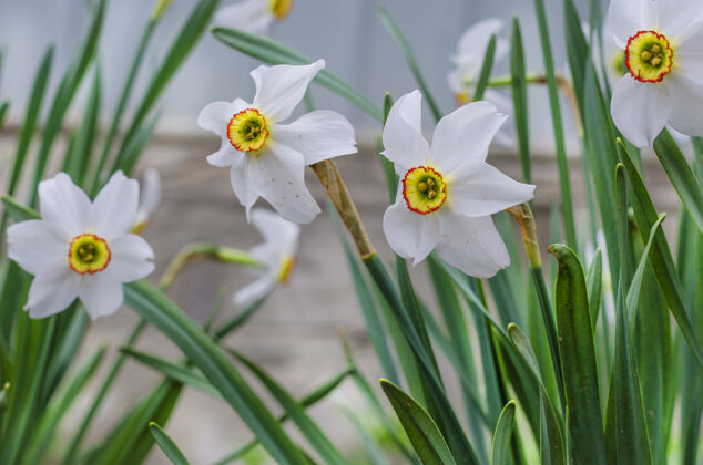 花春天的白水仙花在花园里盛开植物学草柔软
