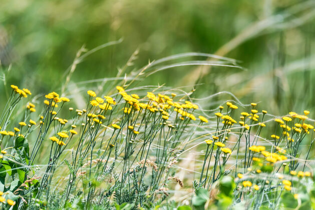 花园在郁郁葱葱的草甸中 黄色的石楠特写镜头开花医药植物