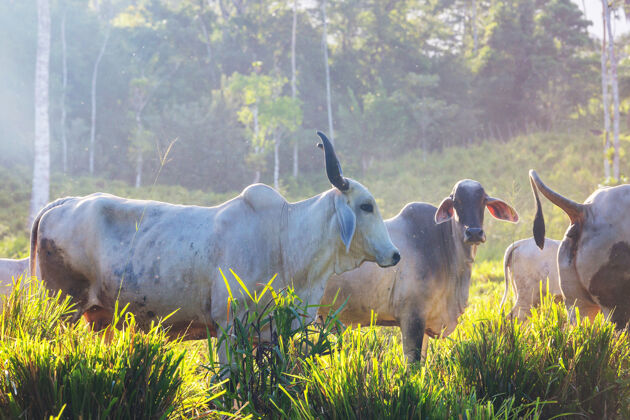 景观泽布牛在哥斯达黎加的一个农场人群清晰乡村
