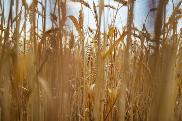 新鲜麦田 近距离拍摄成熟的麦穗自然生长绿色穗农场