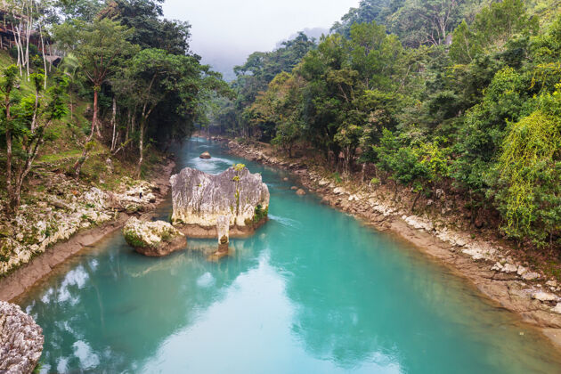 水流美丽的溪水在雨林中流淌哥斯达黎加 中美洲小溪丛林潮湿