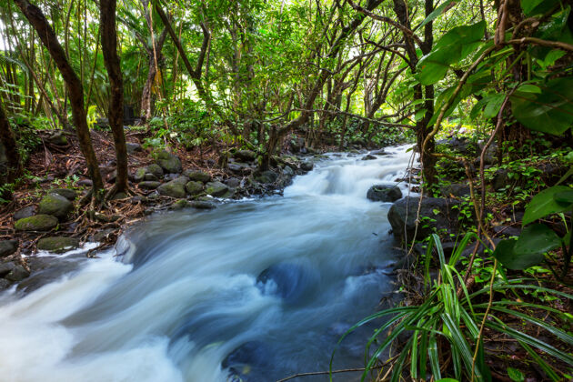 树干美丽的溪水在雨林中流淌哥斯达黎加 中美洲常绿田园诗雨林