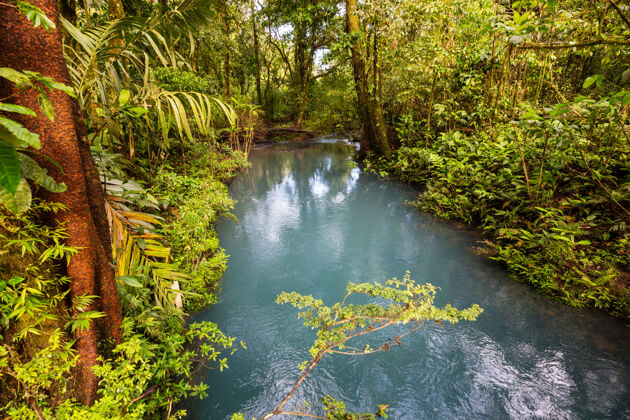 热带美丽的溪水在雨林中流淌哥斯达黎加 中美洲树苔藓地标