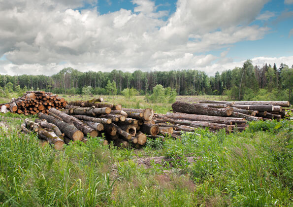 堆森林里成堆的木头在天空的背景上原木木材破坏