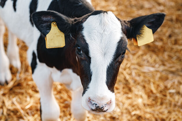 农业小牛犊在农场的一个摊位上牛奶牛肉