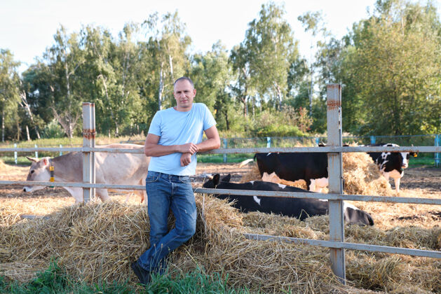 邮政农夫在农场里和奶牛一起干活牲畜苗圃农业