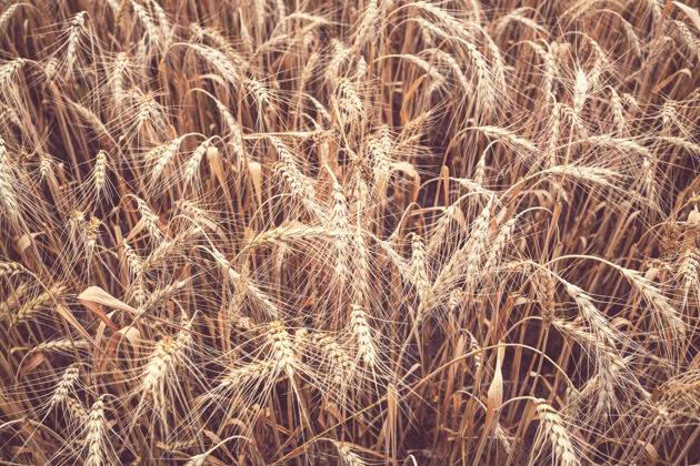 牧场麦田 近距离拍摄成熟的麦穗自然生长蔬菜食物自然