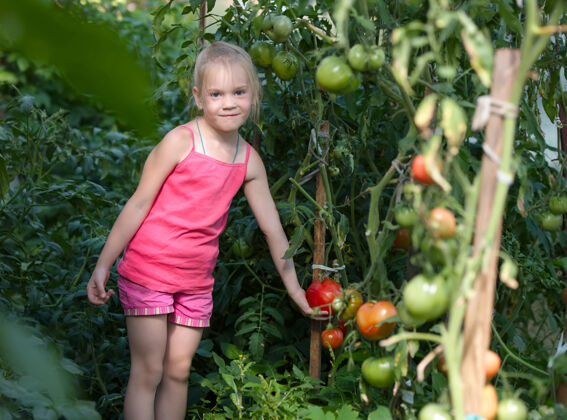 自然菜园-可爱的园丁 收获成熟的西红柿婴儿乡村植物学