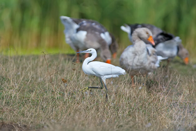 集团一只小白鹭在一群家养鹅中间沿着河岸漫步大家庭水