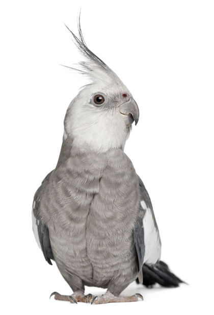 家养动物分离的雄性凤尾鹦鹉脊椎动物家养雄性动物