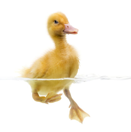 家禽小鸭（7天大）游泳 白色隔离家养动物隔离白幼兽