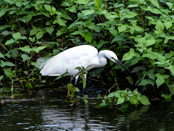 河流小白鹭站在水里在泉森林公园 大和 日本动物湖泊鸟