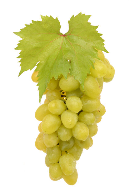 束成熟的葡萄在白色的表面孤立新鲜捆绑刷新