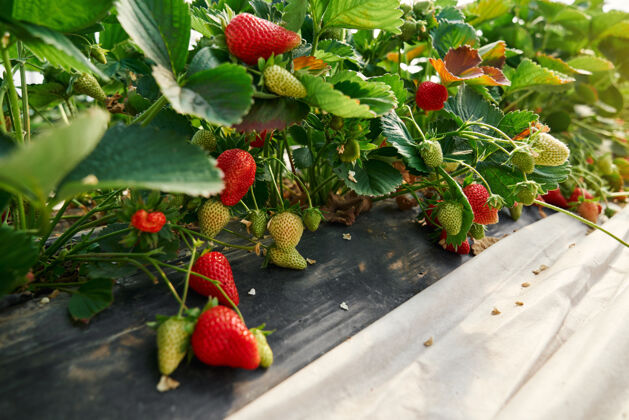 田地温室里成行生长的绿色草莓丛水果地面温室