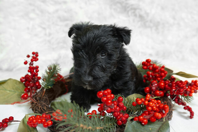 镜头苏格兰梗小狗摆姿势可爱的黑色小狗或宠物玩圣诞和新年装饰看起来可爱摄影棚照片假期的概念 节日的时间 冬天的情绪负空间犬品种项圈