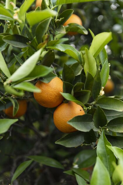 自然美丽的橘子树 果实成熟热带园艺食物