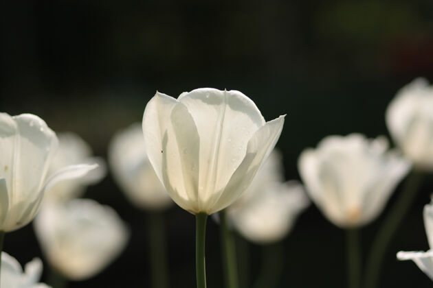 郁金香荷兰阳光下田野里白色郁金香的特写镜头花荷兰自然