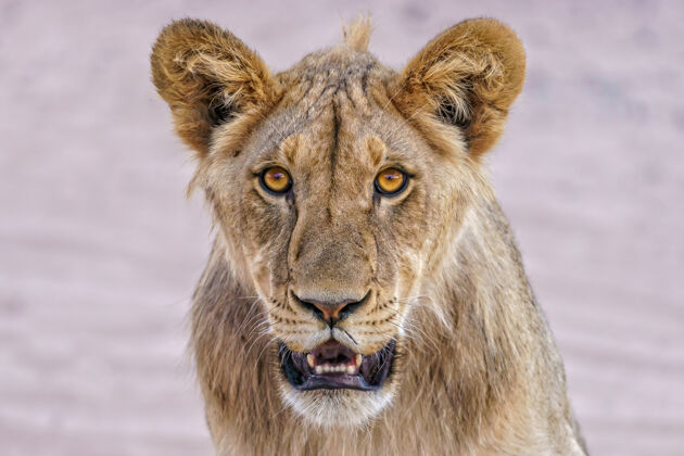 惊喜一只野生母狮朝前看的特写照片雌性狮子野生