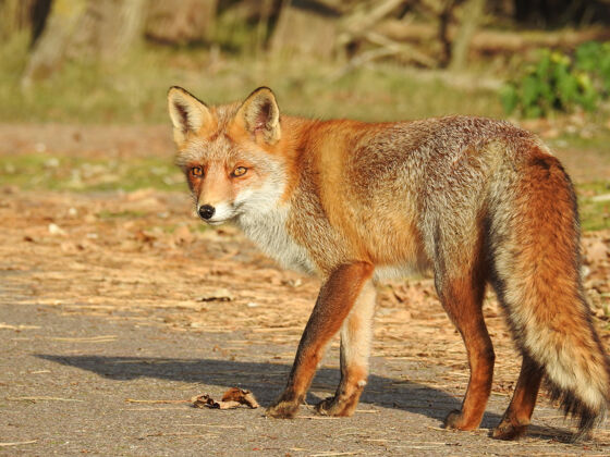 可爱荷兰一只可爱的红狐的选择性聚焦镜头野生毛皮猎人