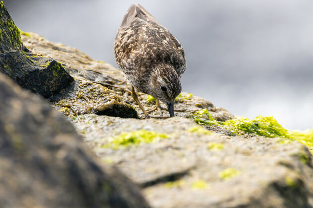 石头特写镜头最小的矶鹬在海边的岩石上寻找食物鸟类动物岩石