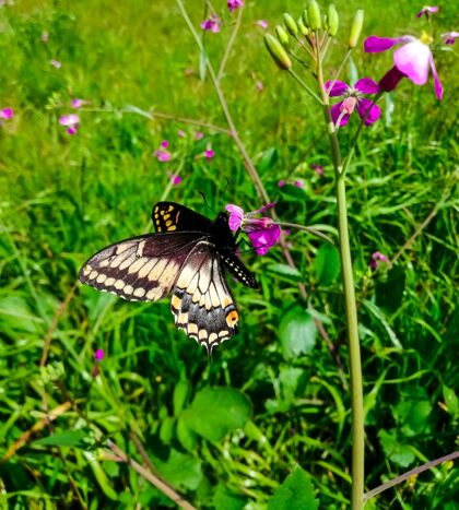 生物特写一个俄勒冈燕尾花在一个领域在阳光下翅膀蝴蝶特写