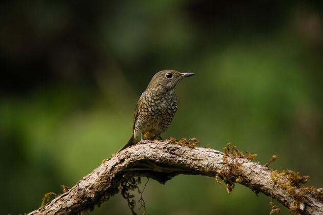 栖息选择性聚焦拍摄一只栖息在树枝上的鸟大自然野生动物野生动物