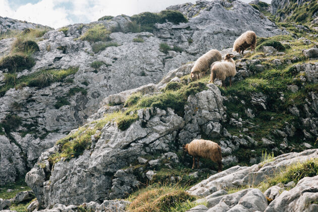 国家一群羊在山上吃草牧群草家庭