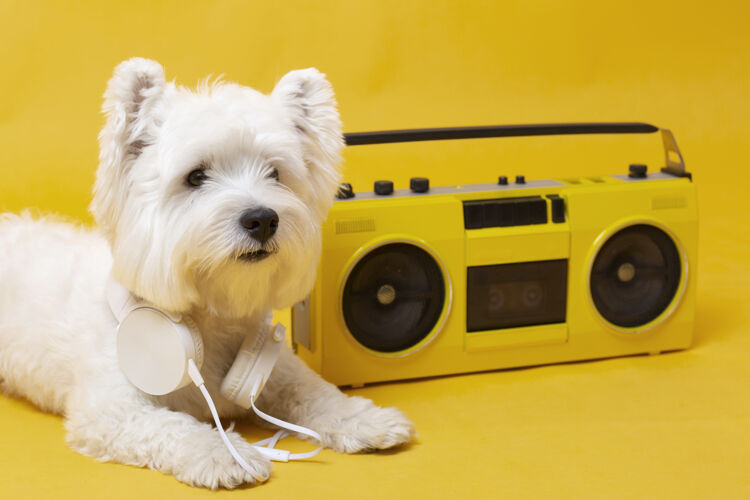 小带录音机的可爱小狗录音机动物朋友