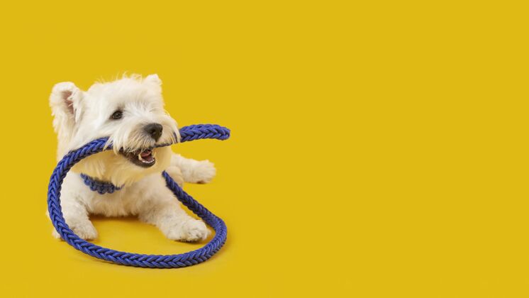 狗可爱的白色狗隔离在黄色纯种狗哺乳动物