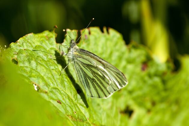 美丽一只白色蝴蝶的特写镜头 黑色的叶脉停在叶子上动物叶休息