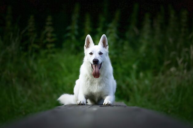 焦点一只白色瑞士牧羊犬坐在户外的选择性聚焦镜头可爱牧羊人动物