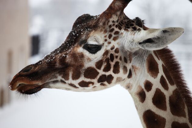 长颈鹿日本北海道降雪期间动物园里长颈鹿的特写镜头动物雪降雪