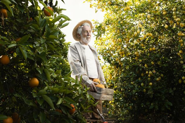 美味橘子园的老人水果有机柑橘树
