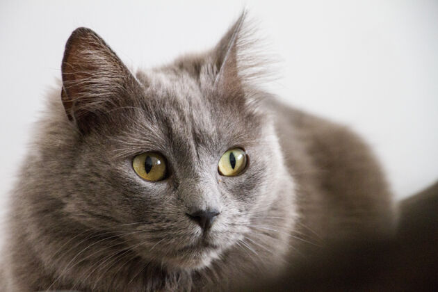 眼睛一只长着绿眼睛的灰猫的特写镜头家养耳朵脸