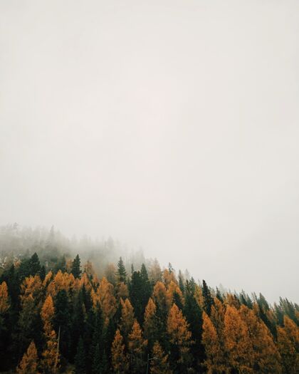 森林多雾天气里有着五颜六色的落叶松的森林五彩木松树