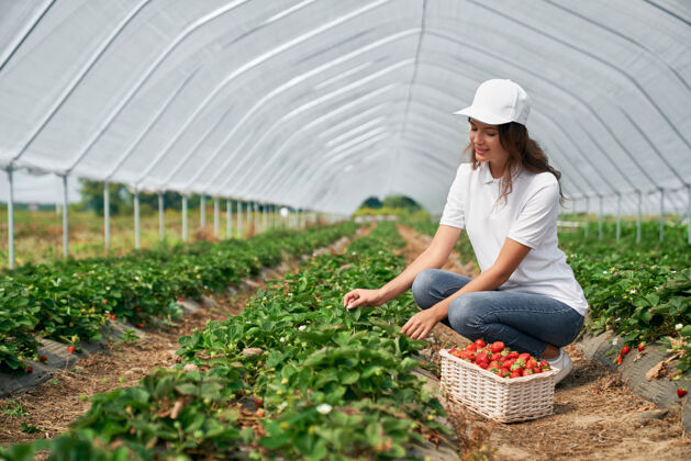 生长雌的在温室里摘草莓温室篮子农业