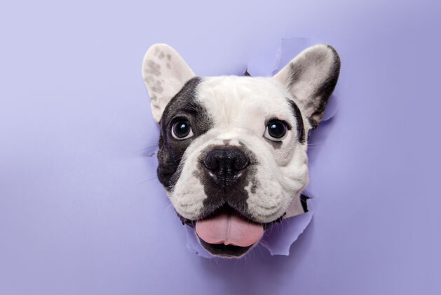 小狗听你说法国斗牛犬年轻的狗摆姿势可爱好玩的白色黑色小狗或宠物正在玩 看起来快乐孤立的紫色背景概念的运动 行动 运动朋友有趣肖像
