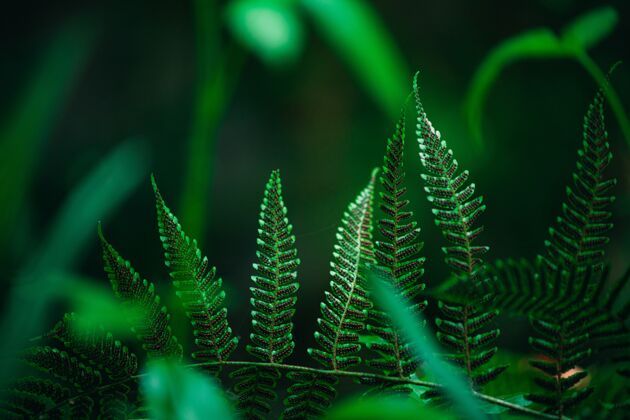 花蕨类植物的特写镜头 蕨类植物上的斑点就是孢子植物学蕨类叶