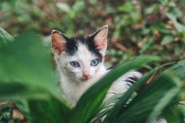 小大自然中一只小白猫的特写镜头脸尾巴毛茸茸的