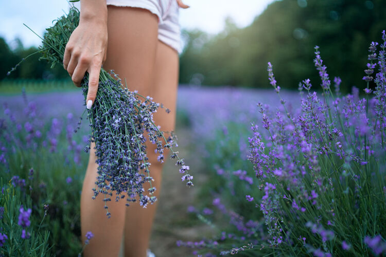 花拿着薰衣草花束的女人草药女人自然